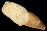 Fossil Rooted Mosasaur Tooth - Morocco #174330-1